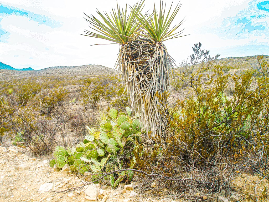 Land in Terlingua 3