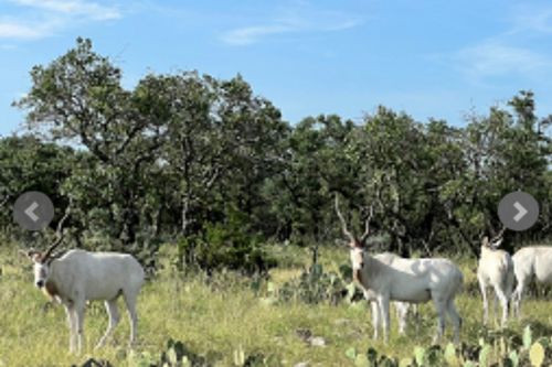 14410 E Us Highway 190, Fort Mc Kavett, TX, 76841-2502 | Card Image