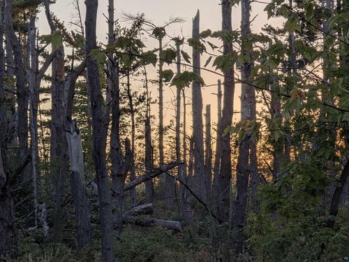 9.58 Acres on Peterson Hill Road, RUSSELL, WI, 54814 | Card Image