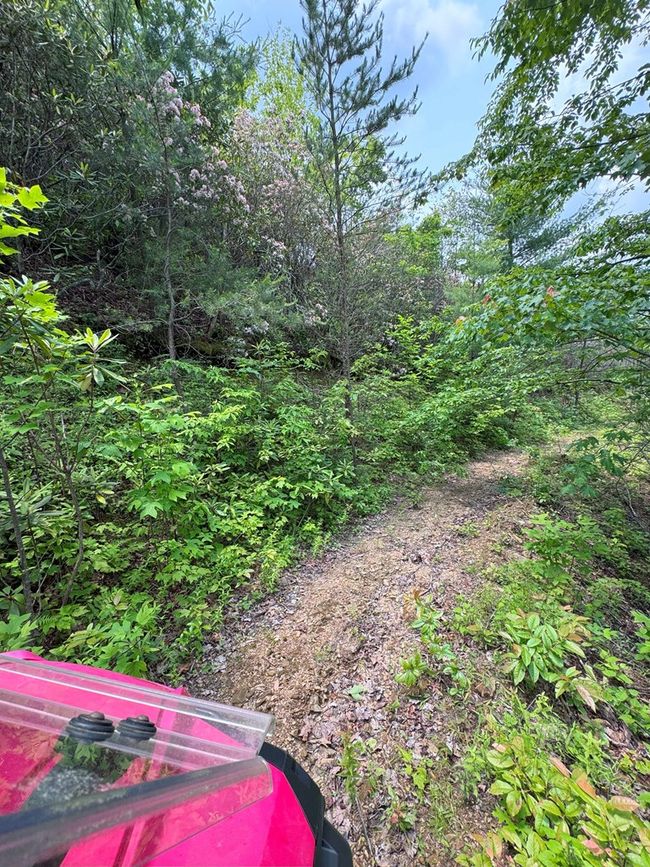 88 acres Bolden Branch Rd, Home with 0 bedrooms, 0 bathrooms and null parking in Andrews NC | Image 29