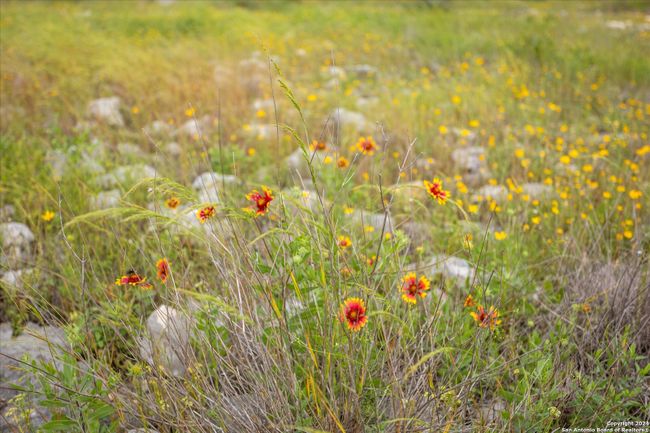 LOT 88 Sabinas Ridge Rd, Home with 0 bedrooms, 0 bathrooms and null parking in Boerne TX | Image 5