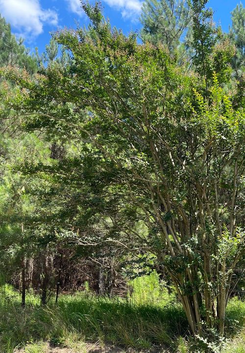 00 Graham Rd, Saluda, SC, 29138 | Card Image