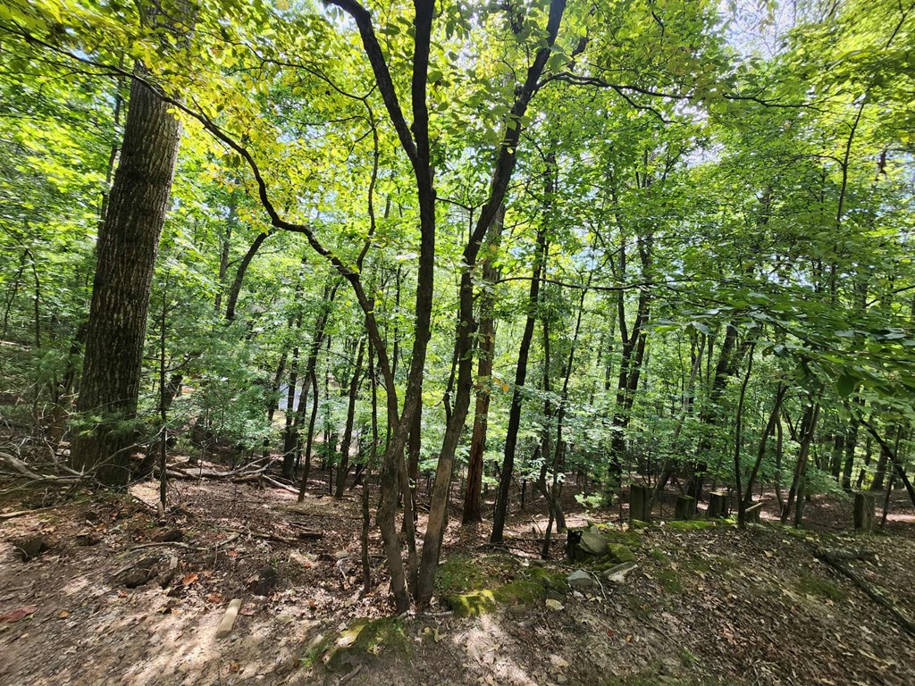 Land in Ellijay 4