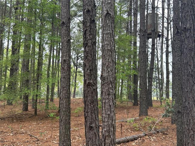 View of local wilderness | Image 37