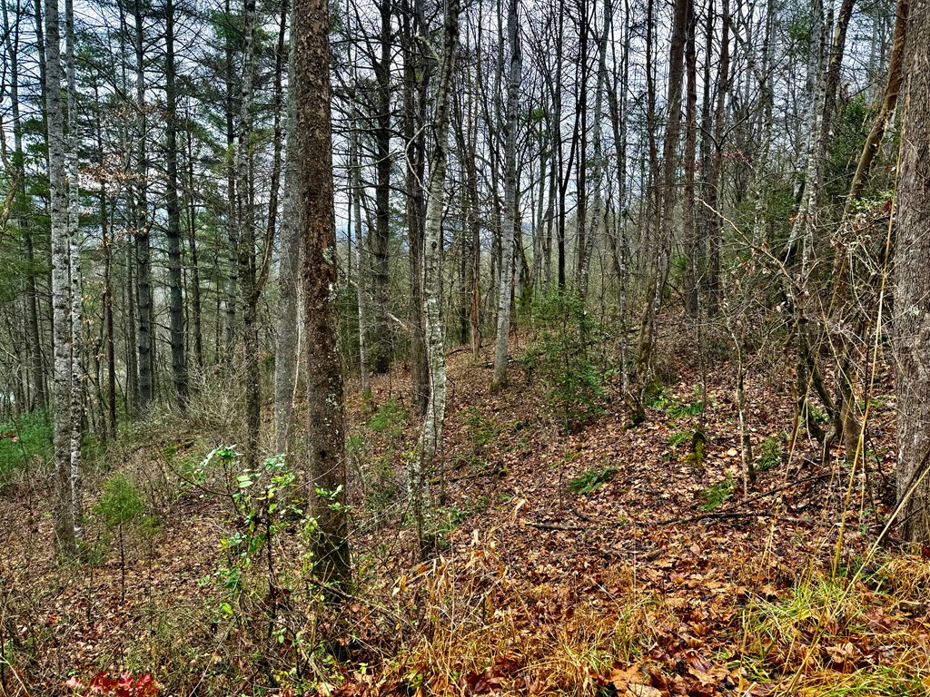 Land in Franklin 5