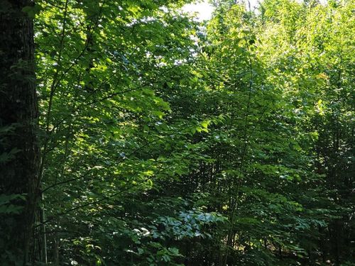 Lot 26 Presedential View Ln, Bethlehem, NH, 03574-4865 | Card Image