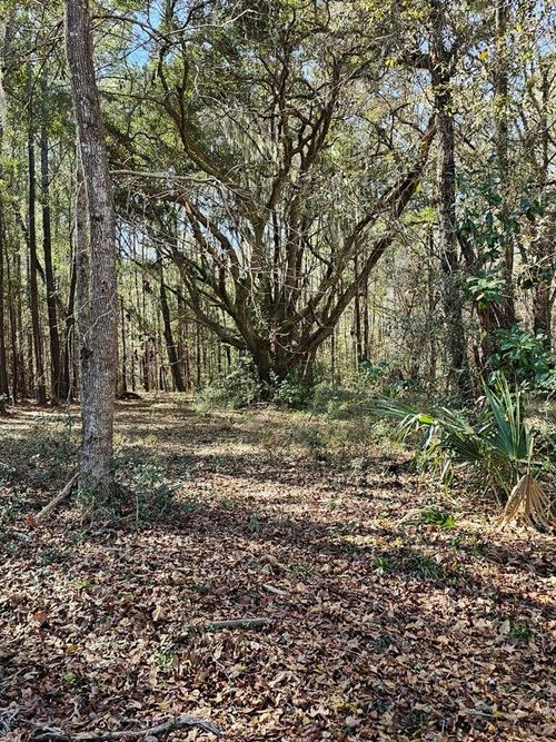 1667 Blues Lane, Edisto Island, SC, 29438 | Card Image