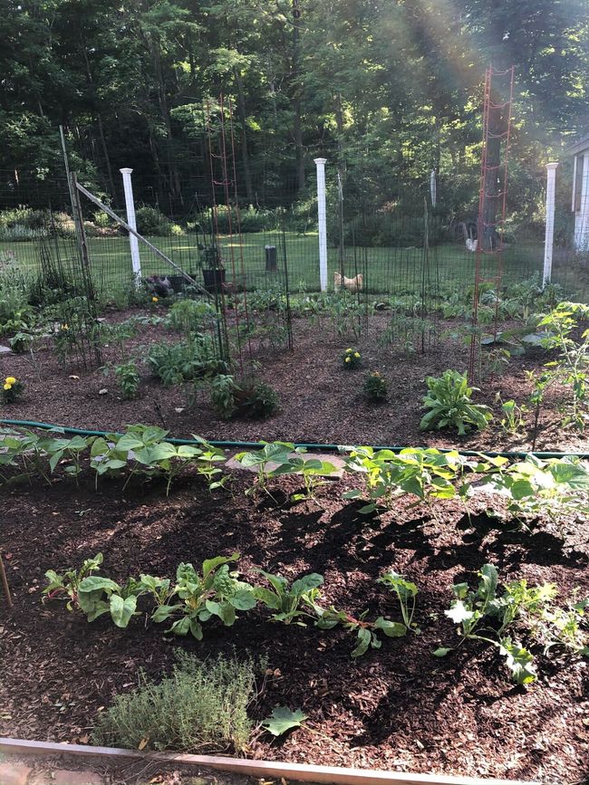 View of the fenced organic garden in spring | Image 8