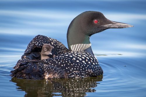 301xx 513th Ave, Ottertail, MN, 56571 | Card Image