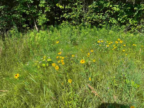 TBD Holman Rd, Salisbury, VT, 05769 | Card Image