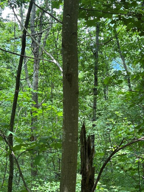 0 Ten Pointe Trl, Murphy, NC, 28906 | Card Image