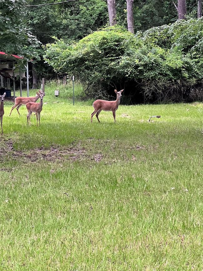 The deer are waiting for you! | Image 5