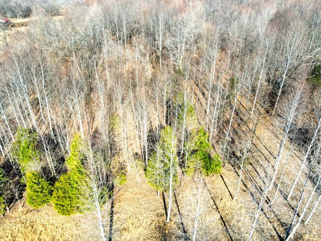 0 Old Jones Easement, Home with 0 bedrooms, 0 bathrooms and null parking in Adolphus KY | Image 7
