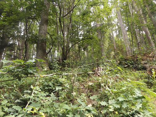 TBD Chalet Dr, Fancy Gap, VA, 24328 | Card Image