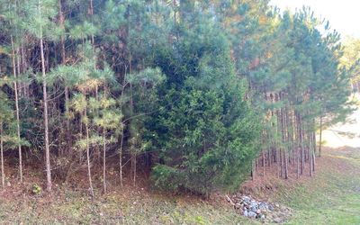 LOT-3 - 0 Pinehurst, Home with 0 bedrooms, 0 bathrooms and null parking in Blairsville GA | Image 2