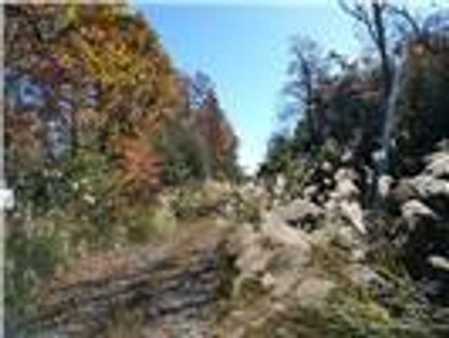 Looking down Dogwood Lane | Image 4