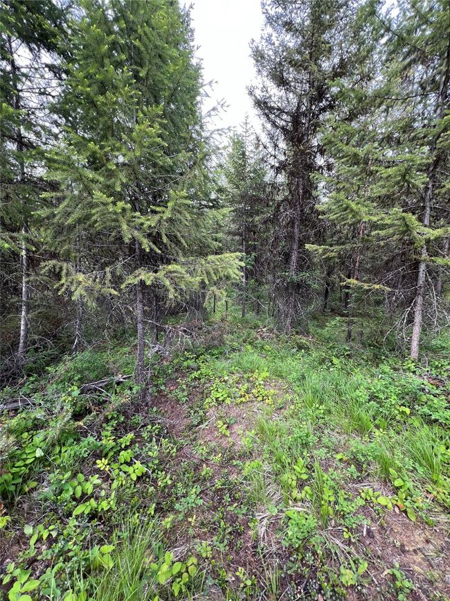 lots of trails and open areas | Image 81