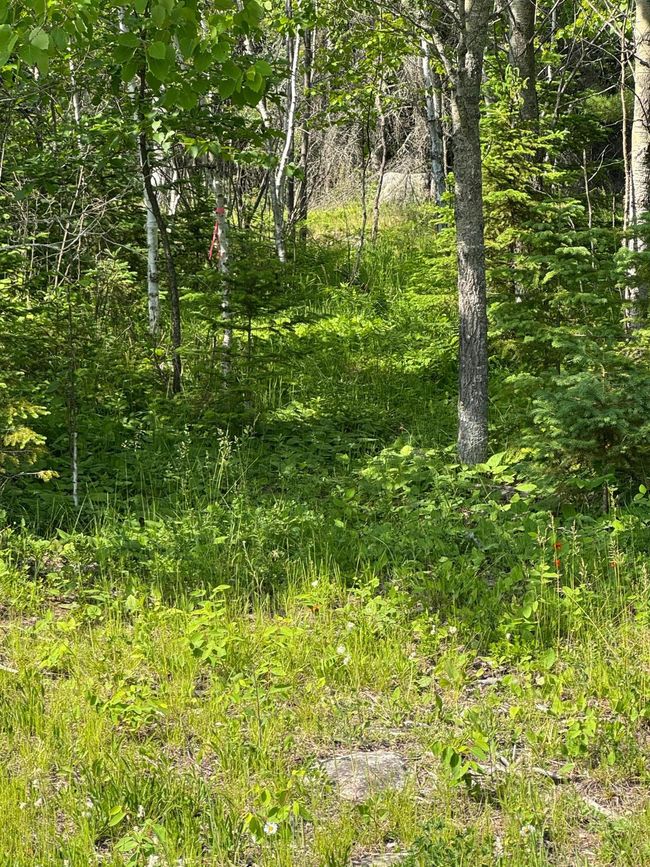 Path to Lake marked | Image 9