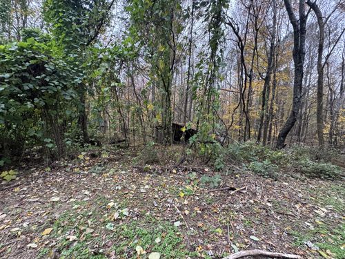 233 Poston Chapel Ln, Gainesboro, TN, 38562-5036 | Card Image