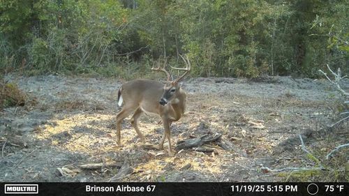 0 Brinson Air Base Rd, Brinson, GA, 39825 | Card Image