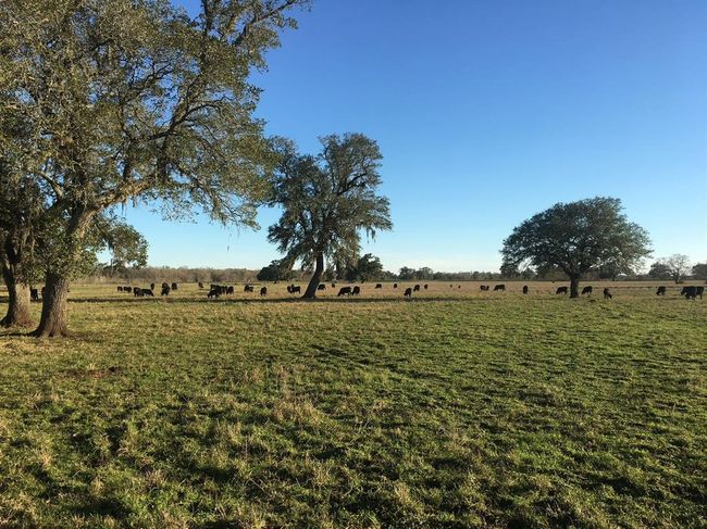 16411 Majestic Oaks Dr, Home with 0 bedrooms, 0 bathrooms and null parking in Rosharon TX | Image 13