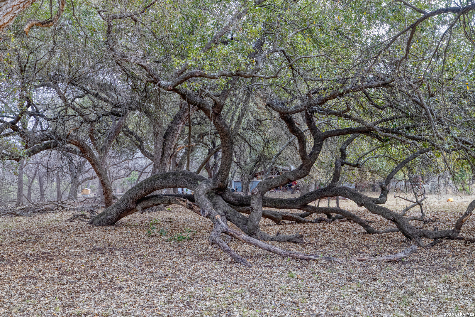Land in Uvalde 2