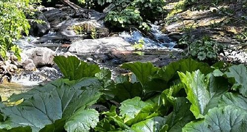 1 Usfs 8bn54 Road, Somerset, CA, 95684 | Card Image