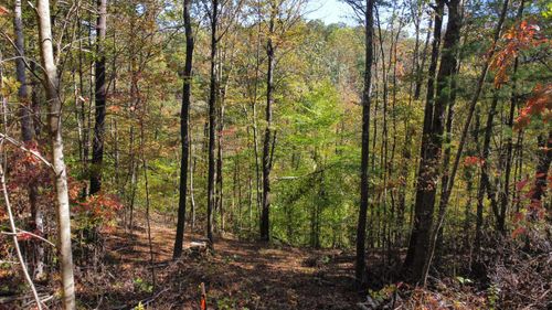 51 The Reserve At Cliffview, Zoe, KY, 41397 | Card Image