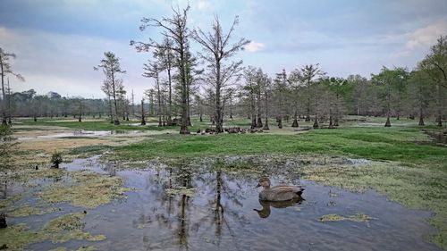 TBD County Road 401, Carthage, TX, 75633 | Card Image