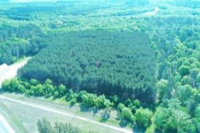 10 acres of Pines optional.jpeg | Image 52