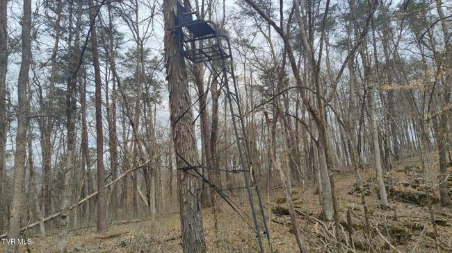 Hunting stand, wide view picture | Image 13