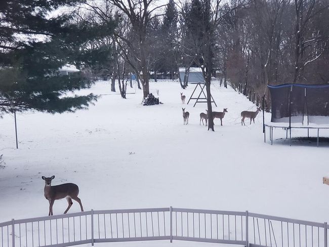 Deer winter | Image 4