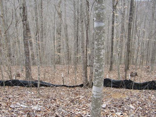 Lot 60 W Bobcat Ln, Wilder, TN, 38589 | Card Image