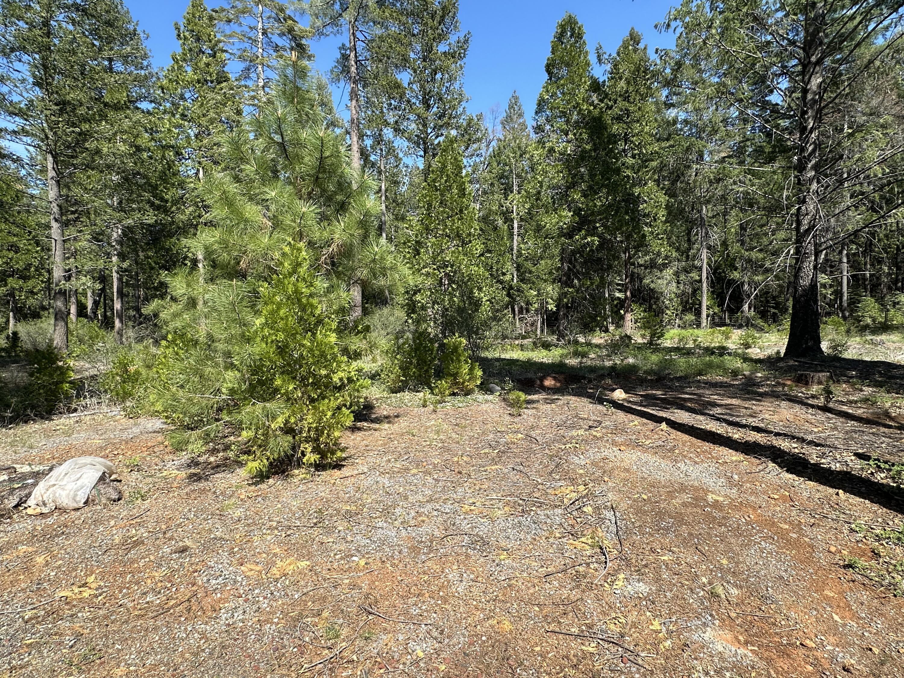 Land in Shingletown 4