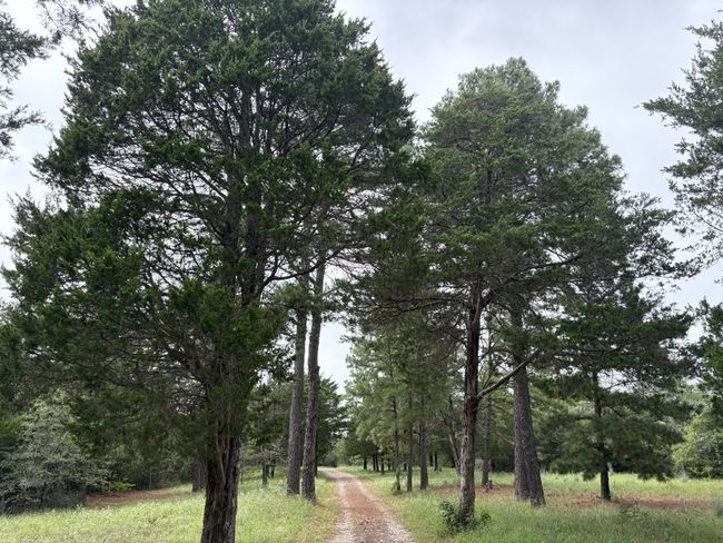 Lost Pines along driveway entry | Image 5