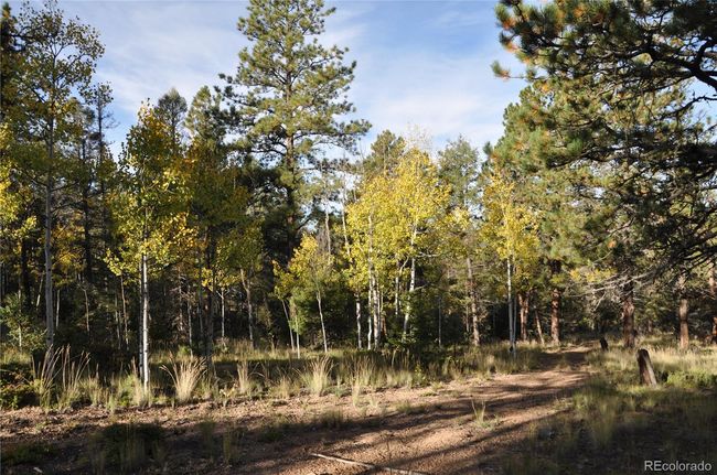 1299 Rangeview Rd, Home with 0 bedrooms, 0 bathrooms and null parking in Divide CO | Image 14