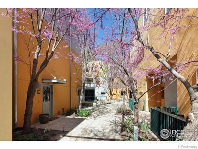 Courtyard in bloom | Image 3