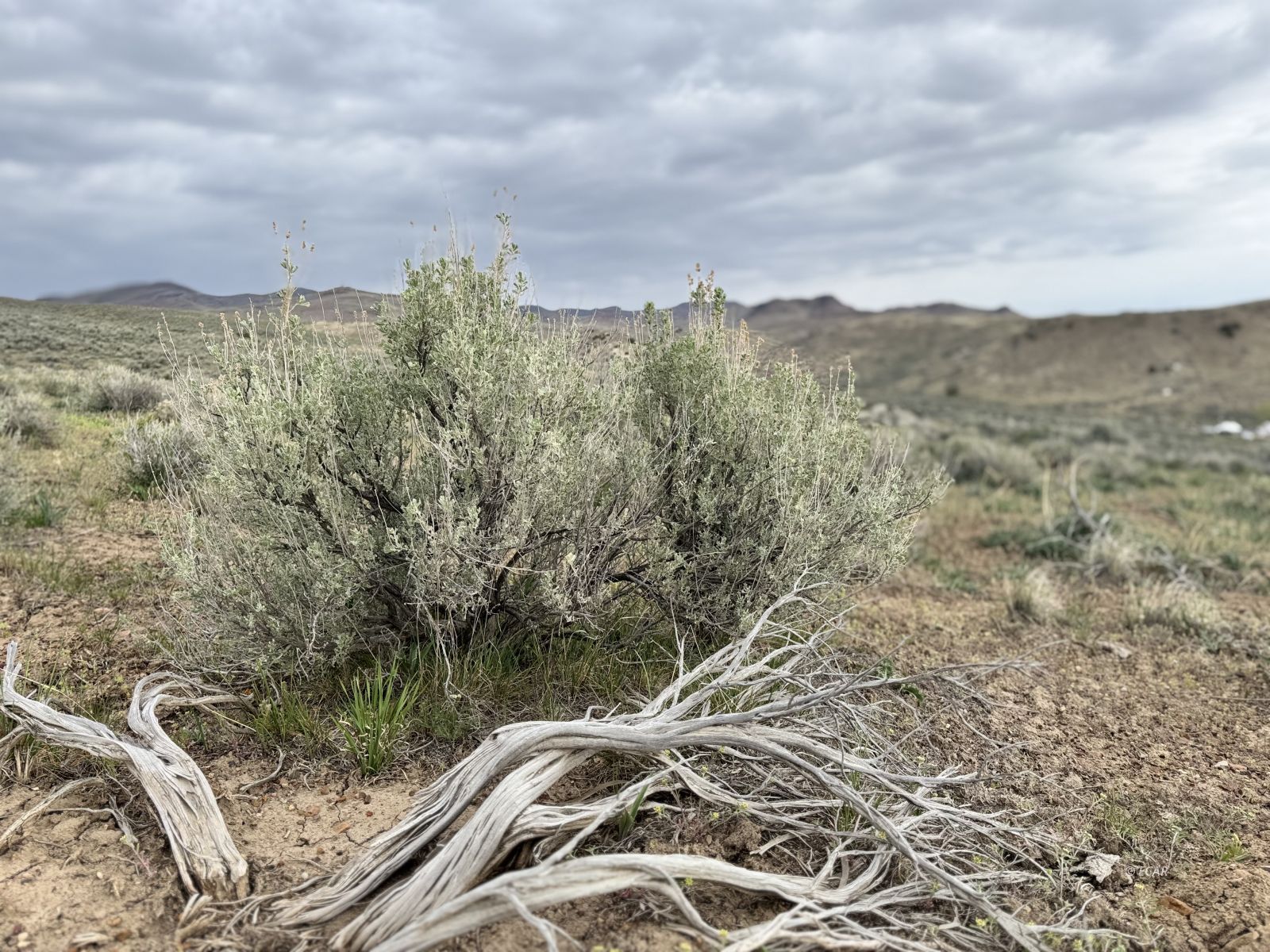 Land in Elko