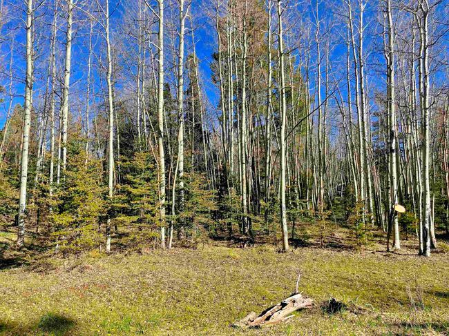 2 Acres Off Quail Ridge, Home with 0 bedrooms, 0 bathrooms and null parking in Angel Fire NM | Image 16