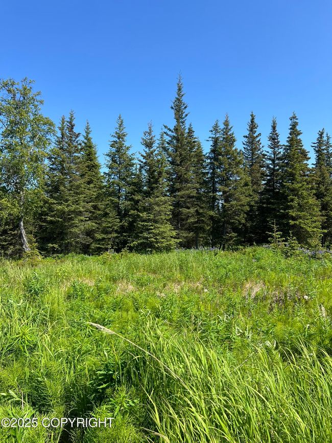 Mixture of sparse spruce and open field | Image 6