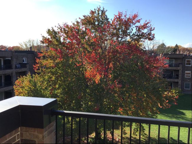 Fall color from your balcony | Image 26