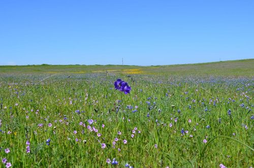  State Highway 162, Oroville, CA, 95965 | Card Image