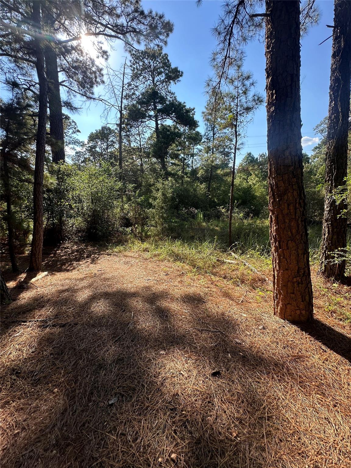Land in Bastrop 2