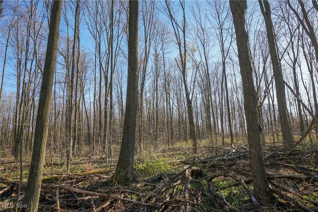 View of local wilderness | Image 35