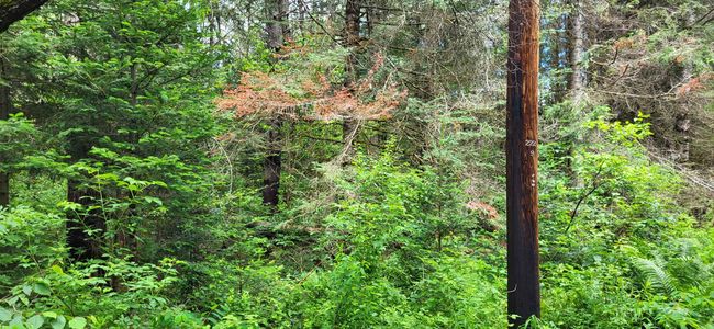 0 Thomas West Road, Home with 0 bedrooms, 0 bathrooms and null parking in Lunenburg VT | Image 12