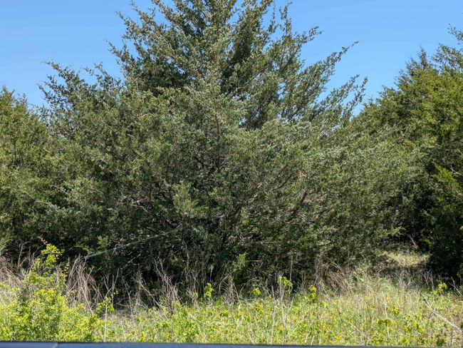Another tree for your enjoyment | Image 8