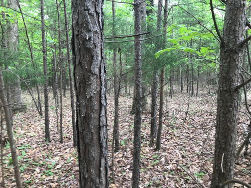 0 Bluffview Dr, Dunlap, TN, 37327 | Card Image