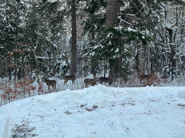 62 White Tail Pass, House other with 3 bedrooms, 1 bathrooms and 2 parking in Vaughan NS | Image 28