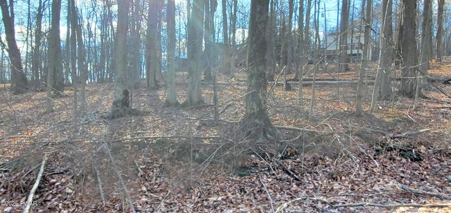 Lot | Image 5