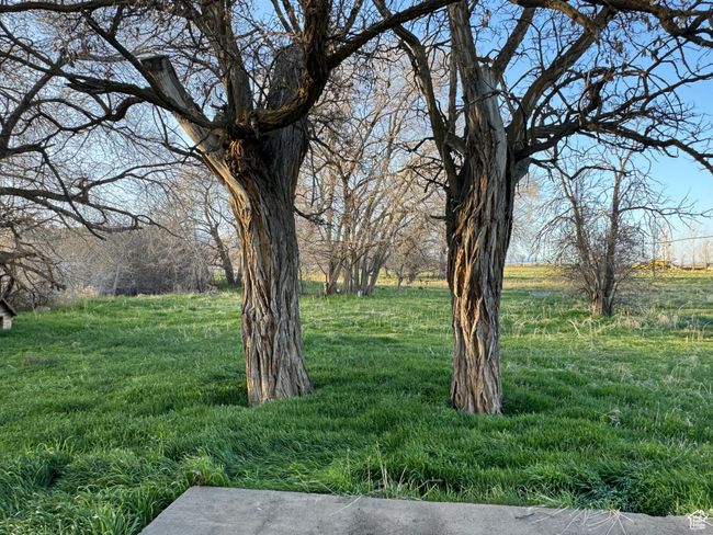 View of yard | Image 30